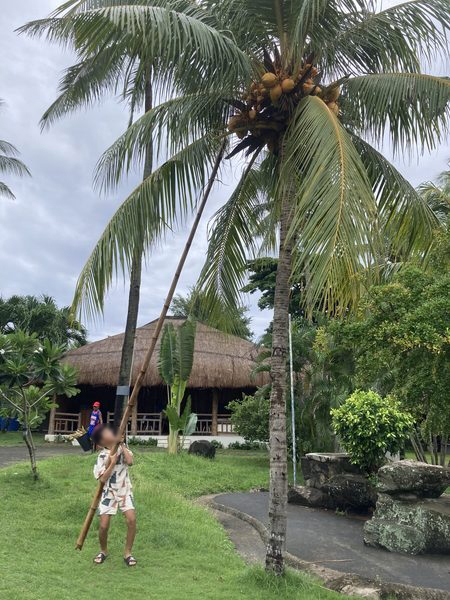 DETi敷地内にあるココナツの木